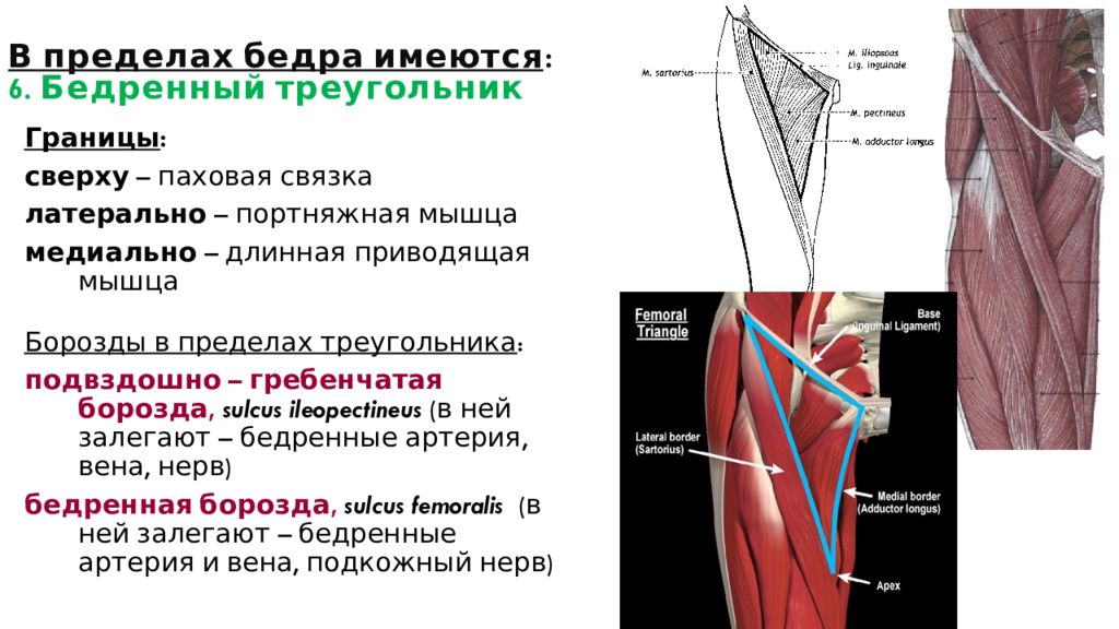 Мышечная лакуна схема