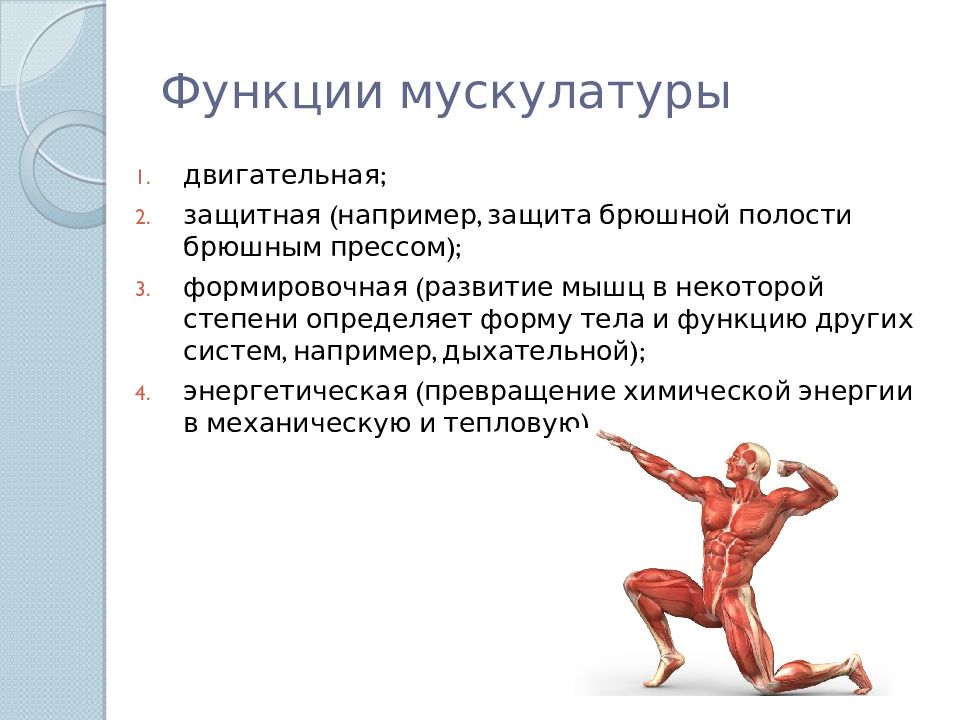 Сила функции. Функции мышечной системы человека. Перечислите основные функции мышц. Двигательная функция мышц. Развитие мускулатуры.