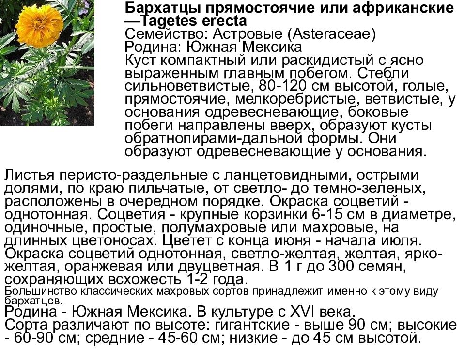 Лабораторная работа Изучение изменчивости, критериев вида, результатов