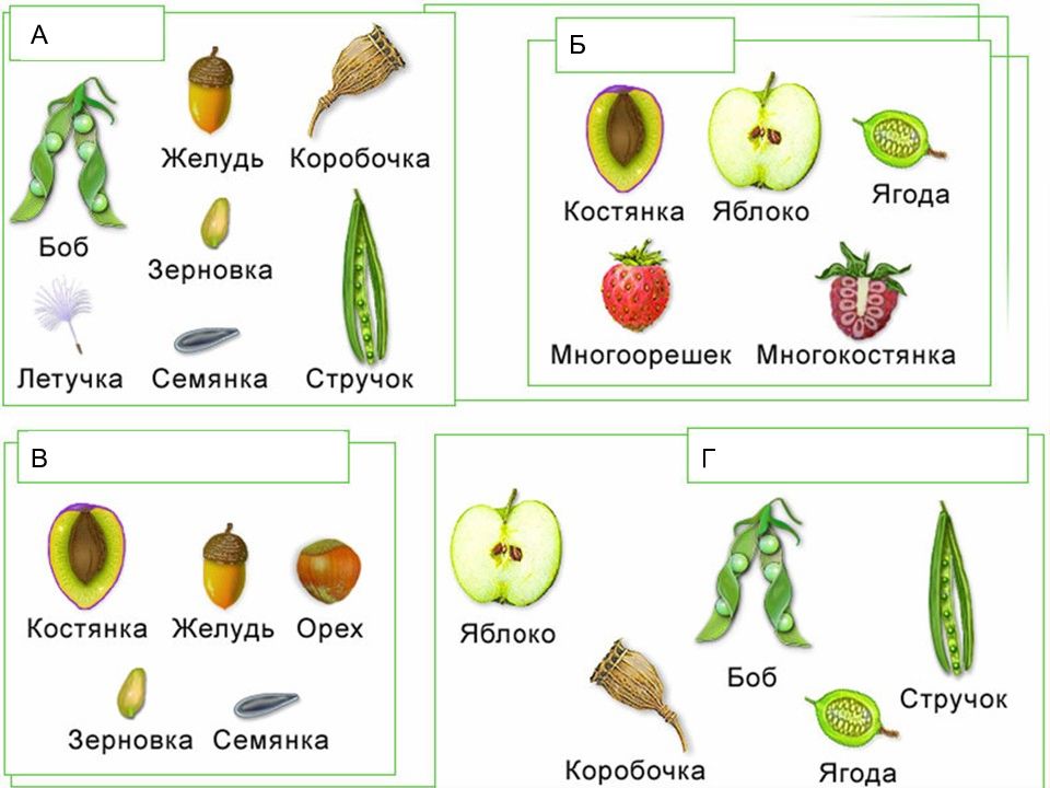 Презентация образование плодов и семян