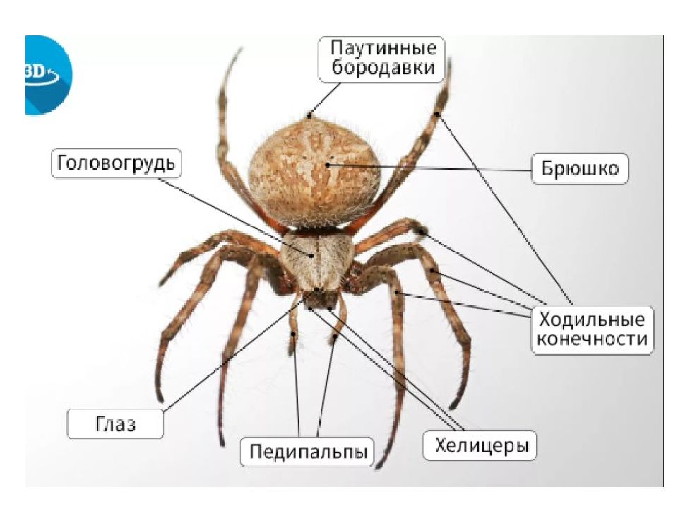 Виды конечностей у паукообразных. Внешнее строение паука крестовика. Крестовик обыкновенный паук строение. Внешние строение кристовика. Внешнее строение паука крестовика рисунок.