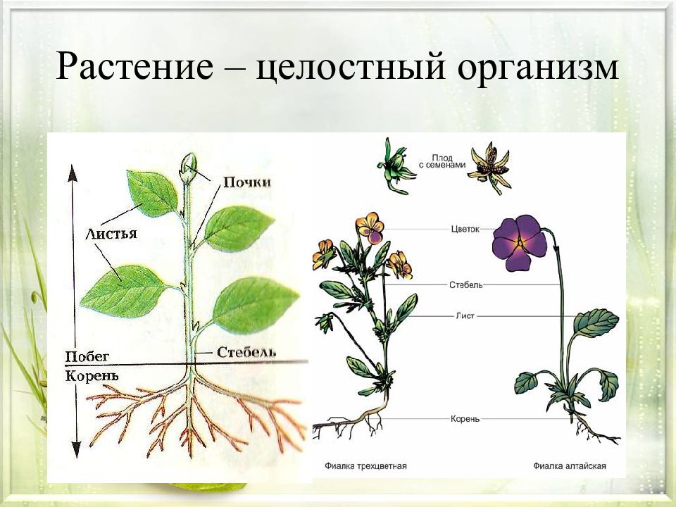 Презентация строение цветковых растений