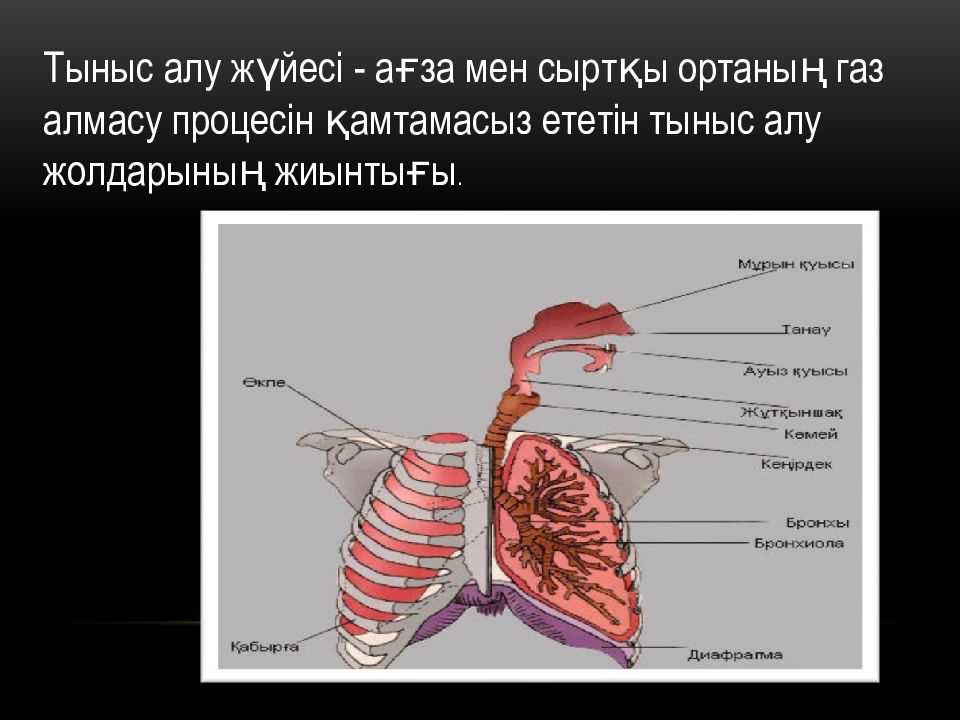 Тыныс алу презентация