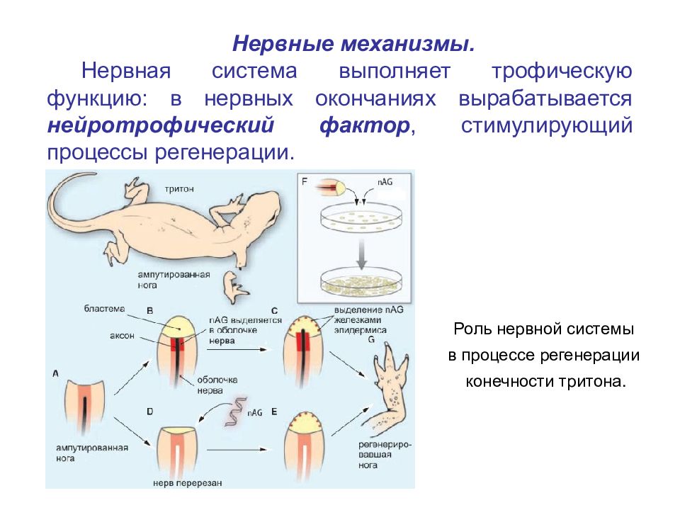 Регенерация это простыми словами