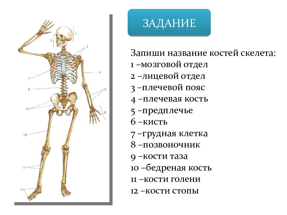 Скелет 8 класс биология презентация