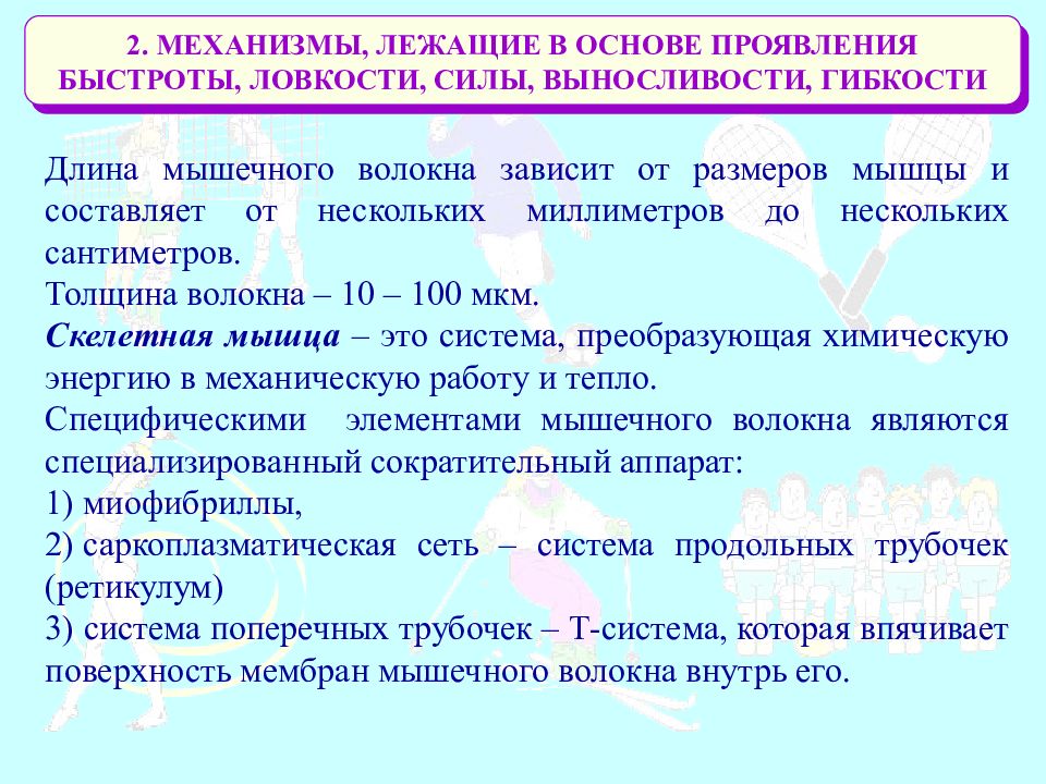 Проявление быстроты зависит. Основы проявления ловкости. проявление ловкости зависит от. проявление быстроты движений зависит от. мышечные волокна выносливости и быстроты.