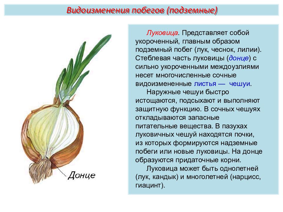 Растения имеющие луковицу. Видоизменение побегов у растений доклад. Видоизменённый побег луковица у лука. Видоизменение побега у лука. Луковица чеснока видоизмененный побег.