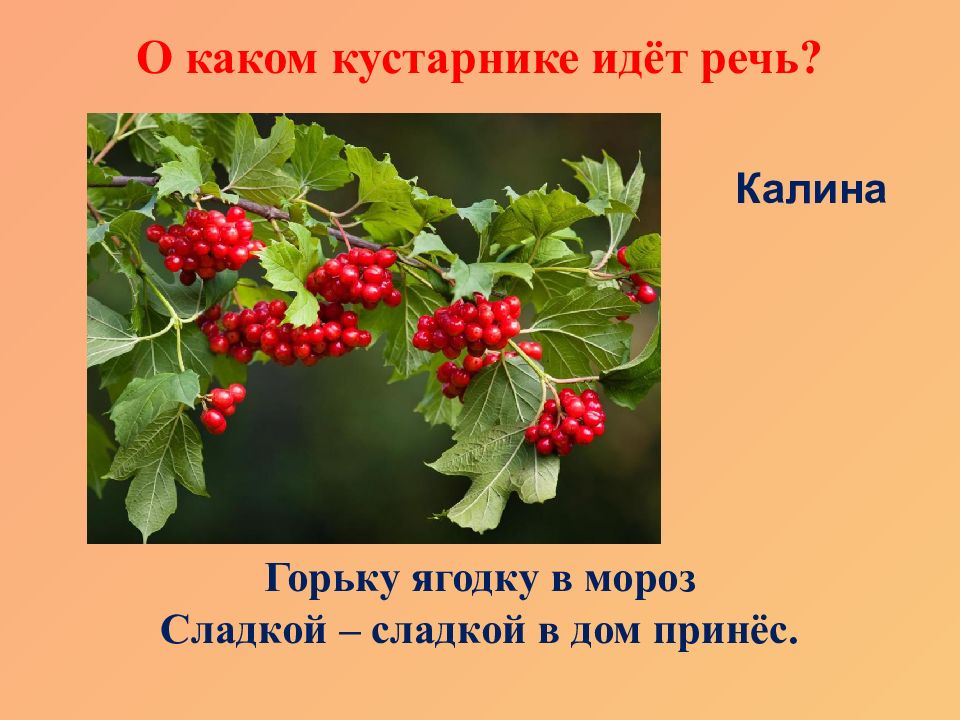 Деревья и кустарники 2 младшая группа. Ягодный кустарник 2 класс.