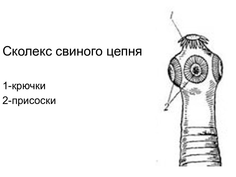 Сколекс бычьего цепня рисунок