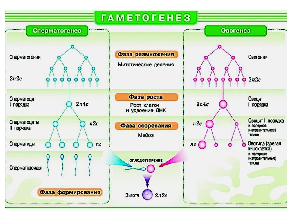 На диаграмме представлены два типа гамет человека х и у назовите гаметы