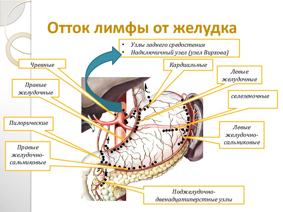 Лимфоотток желудка схема