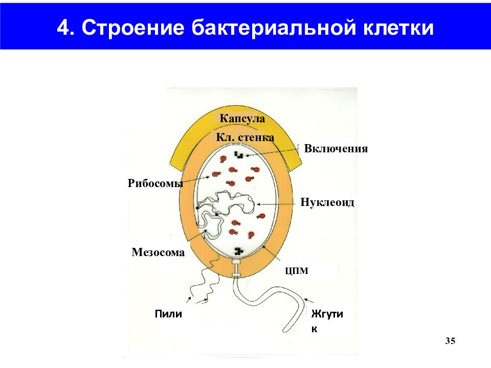 Нуклеоид в какой клетке