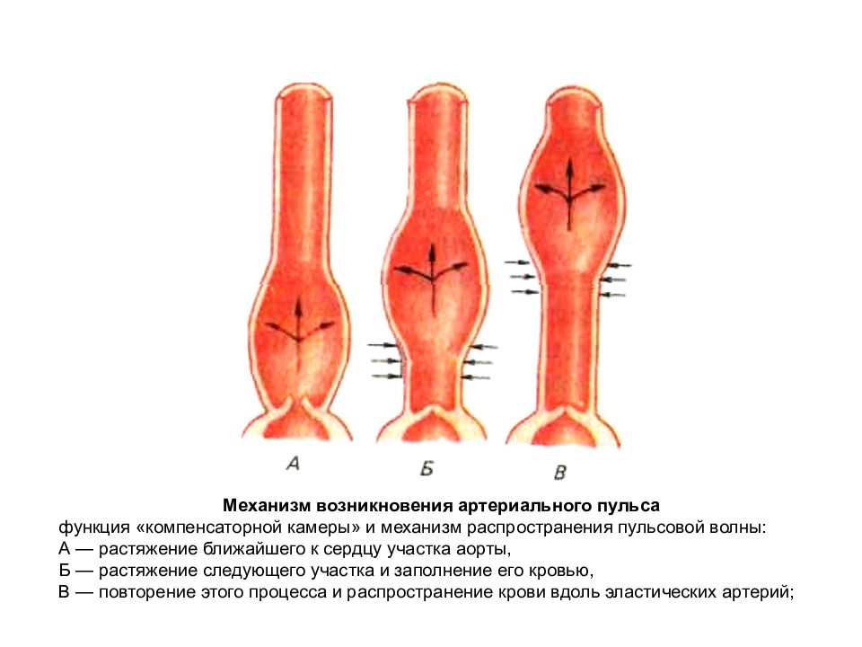 Артериальный пульс. Механизм возникновения артериального пульса. Механизм возникновения артериального пульса физиология. Механизм возникновения артериального и венного пульса.. Происхождение артериального пульса.