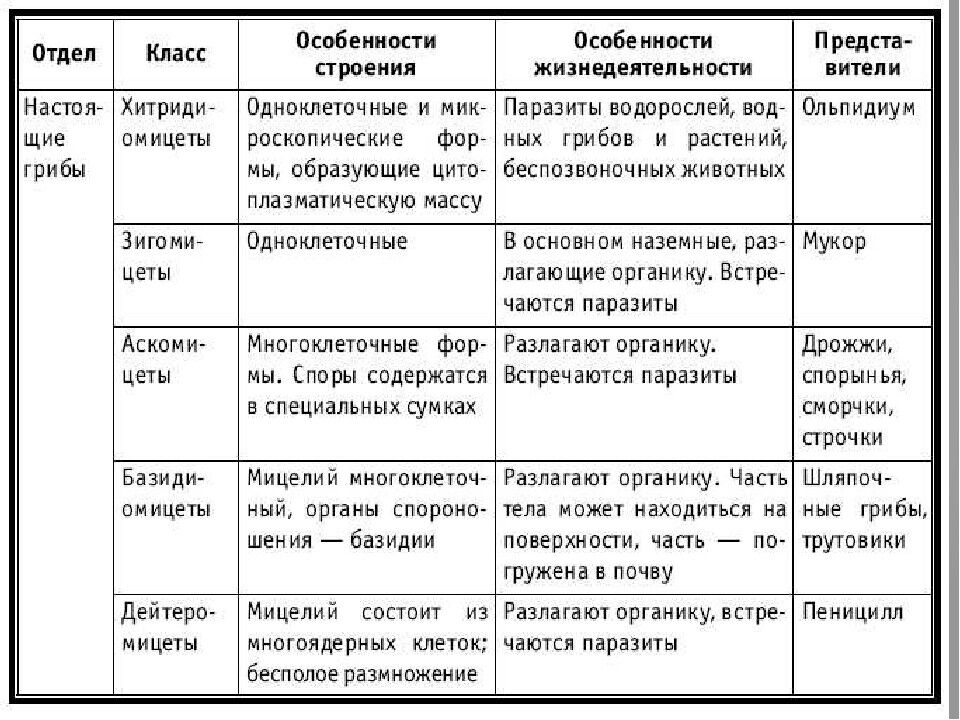 Грибы