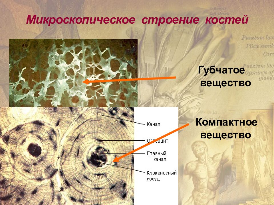 Рисунок компактное вещество кости