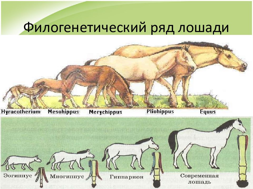 Эволюция лошадей фото