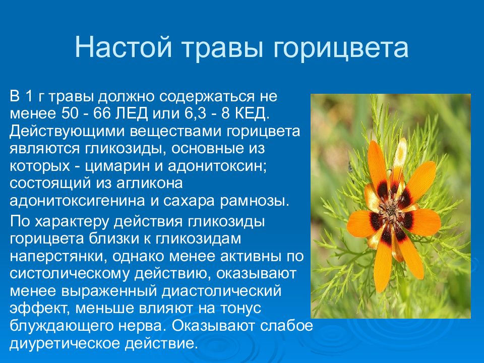 Горицвет весенний на латинском. Горицвет весенний сердечные гликозиды. Настой травы горицвета. Настой травы Адониса. Настой травы горицвета весеннего.