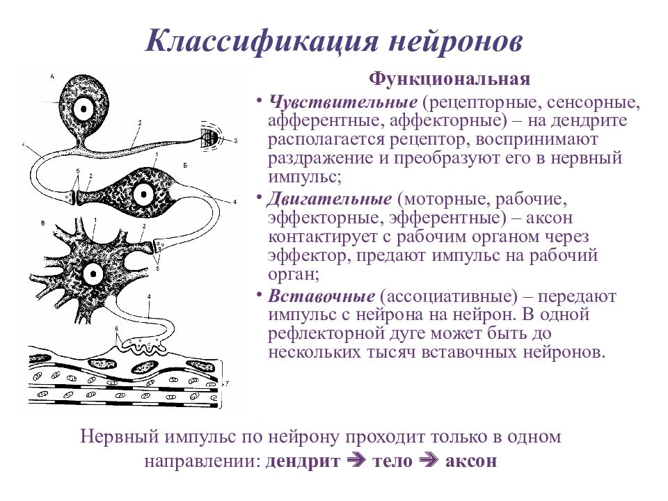 Двигательный нейрон это. Классификация нейронов по скорости проведения импульса. Двигательный Нейрон схема проведения импульса. Проведение импульса по нейрону. Нервные импульсы классификация.