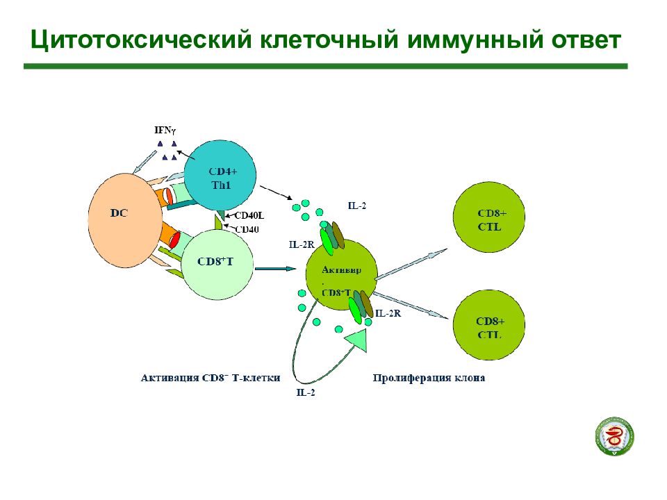 Презентация клеточный иммунный ответ