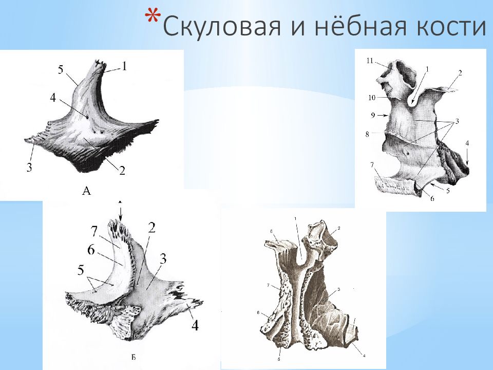 Небная кость. Строение скуловой кости. Небная кость анатомия. Скуловой отросток небной кости.