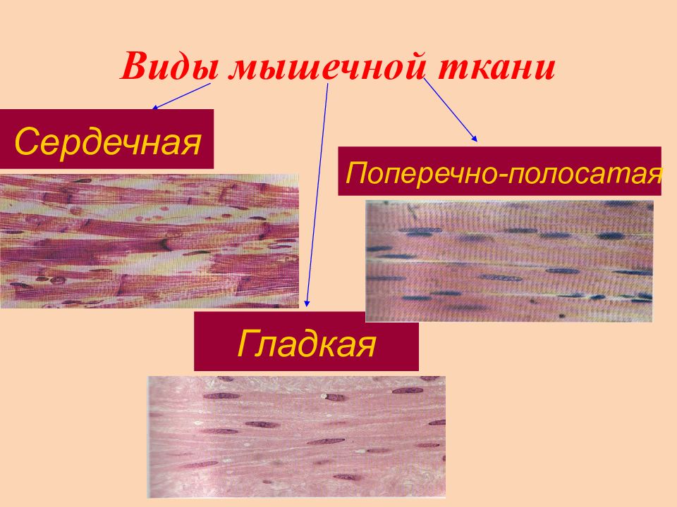 Отличие гладкой и поперечно полосатой ткани