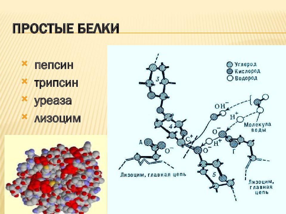 Гидролиз белков пепсином