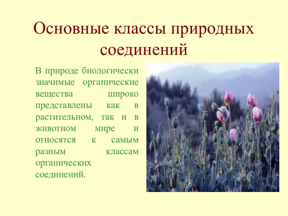 Растения в природных сообществах производят органическое вещество