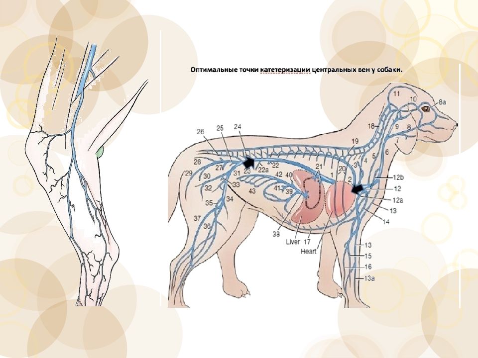 Бараньи лимфоузлы. Яремная Вена у собак анатомия. Лимфоузлы у собаки схема. Венозная система передних конечностей у собаки.