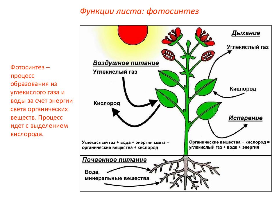 Установите последовательность растений