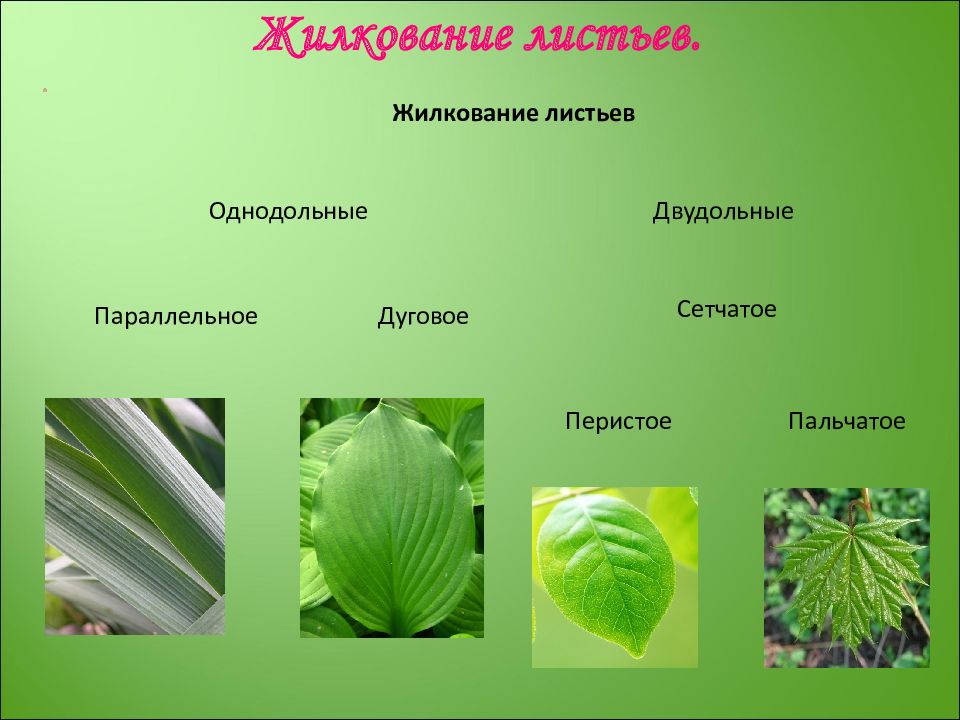 Жилкование. Перистое и пальчатое жилкование. Пальчато-сетчатое жилкование. Жилкование перистое кольчатоедуговое. Жилкование листьев шиповника.