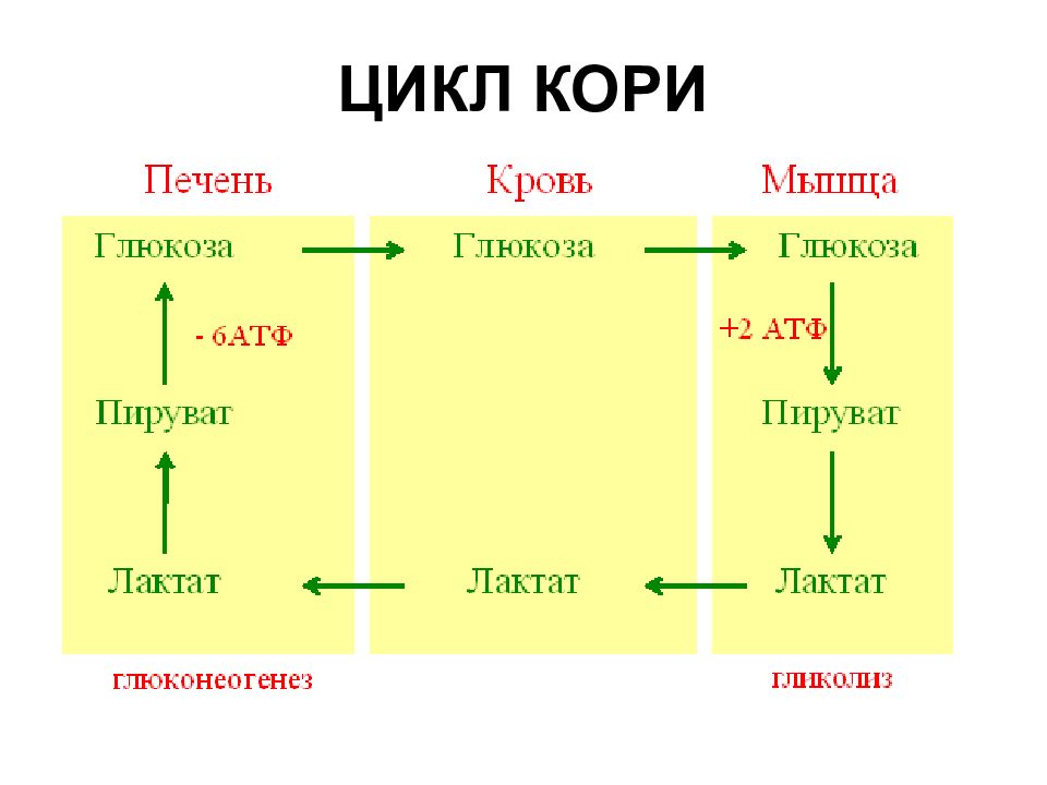 Схема синтеза глюкозы и гликогена из глицерина лактата и аланина