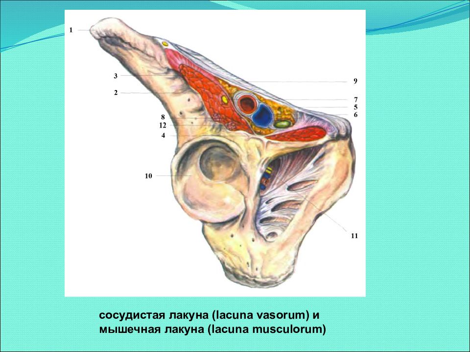 Сосудистая лакуна. Мышечная лакуна (Lacuna musculorum) и сосудистая лакуна (Lacuna Vasorum) (.