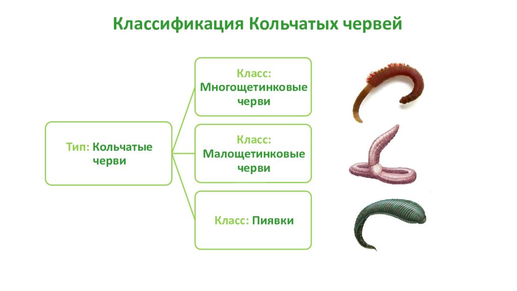 Примеры группы червей. Тип кольчатые черви классификация. Схема классификации кольчатых червей. Тип кольчатые черви систематика. Схема классификации типа кольчатые черви.