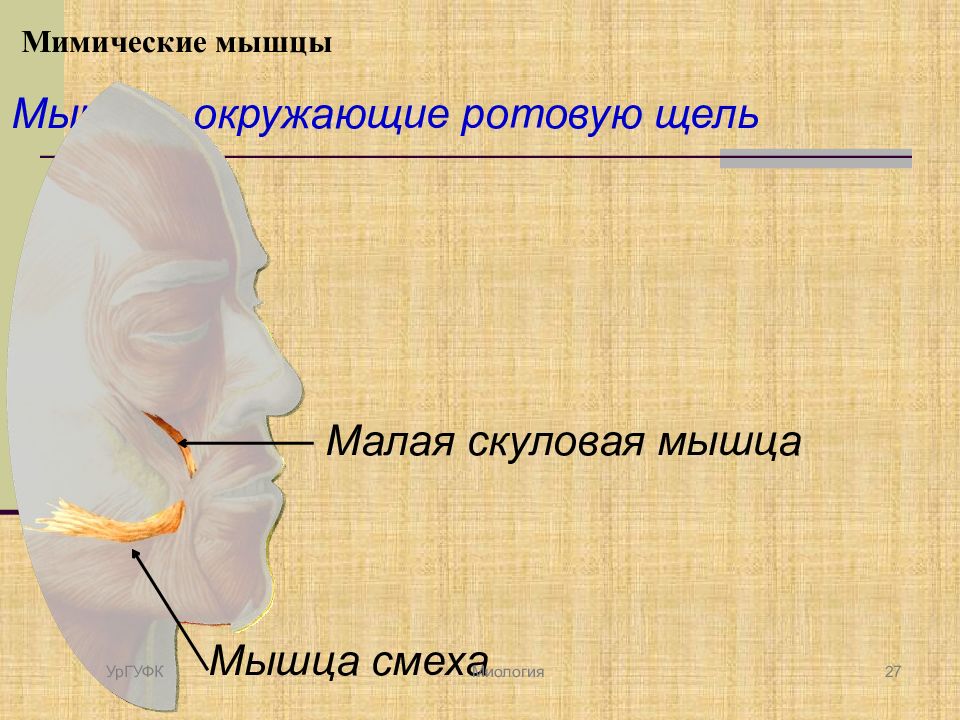 Скуловая мышца. Большая и малая скуловые мышцы. Малая скуловая мышца. Большая и малая скуловые мышцы функции.