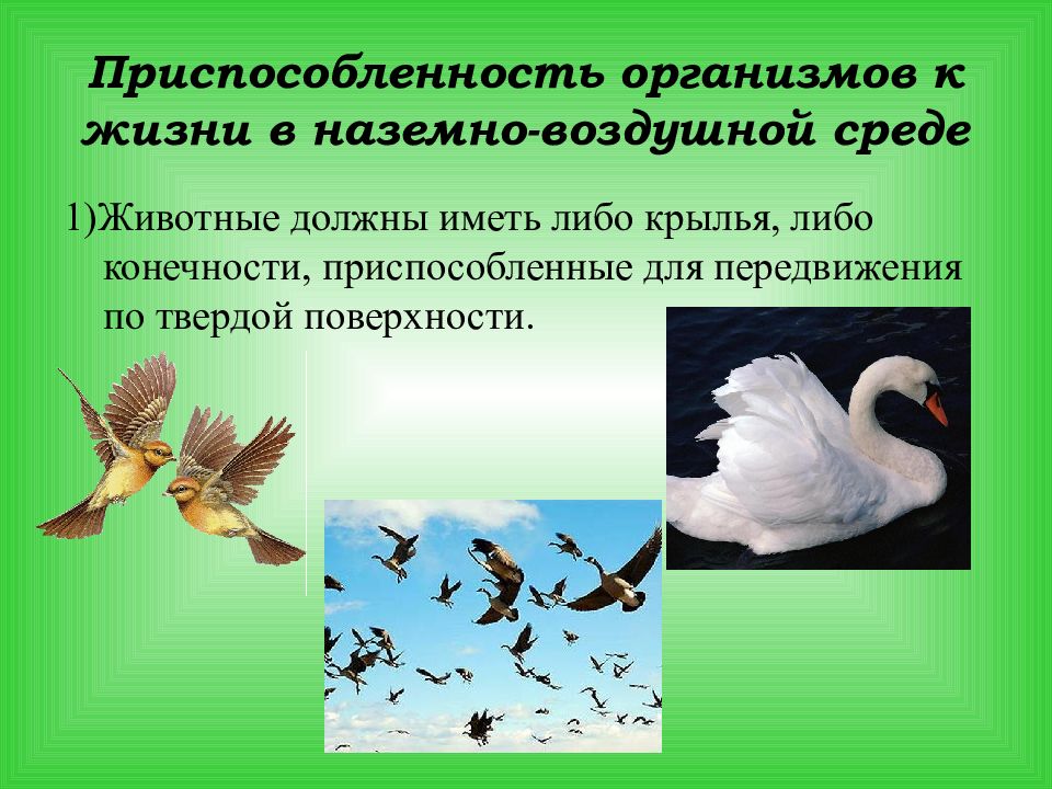 Приспособленность организмов к среде обитания 5 класс биология презентация