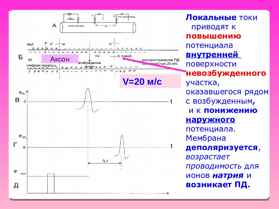 Увеличение потенциала. Локальные токи. Локальные токи физиология. График локального тока. Локальные токи механизм их возникновения.