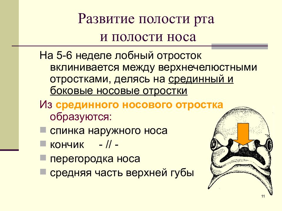 Полости носа и рта. Развитие носа и носовой полости. Аномалии развития полости носа.