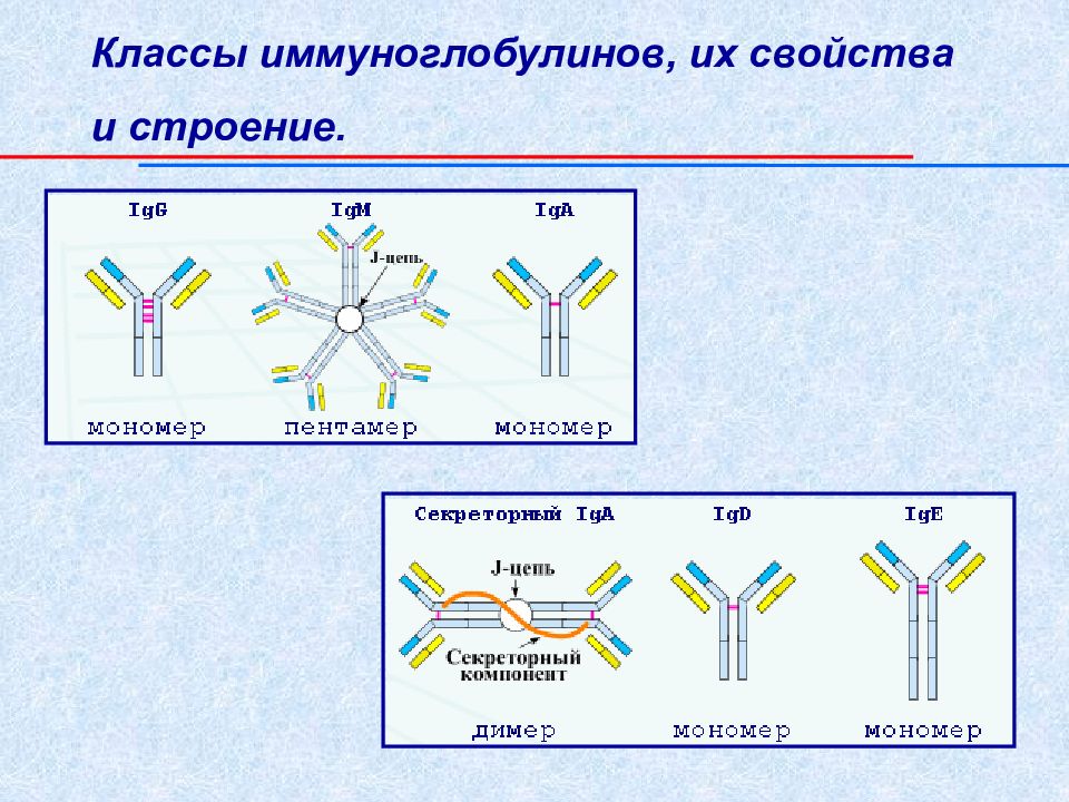 Презентация иммуноглобулины микробиология