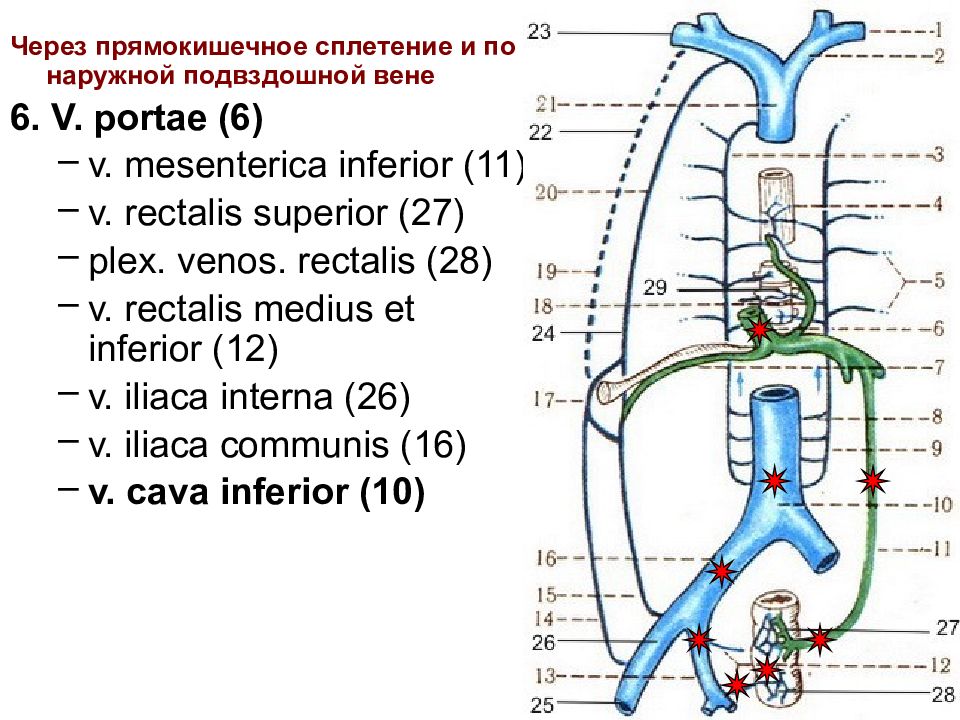 2.5 система. V Cava inferior анастомозы. Портосистемные коллатерали к нижней полой Вене. Прямокишечное венозное сплетение.