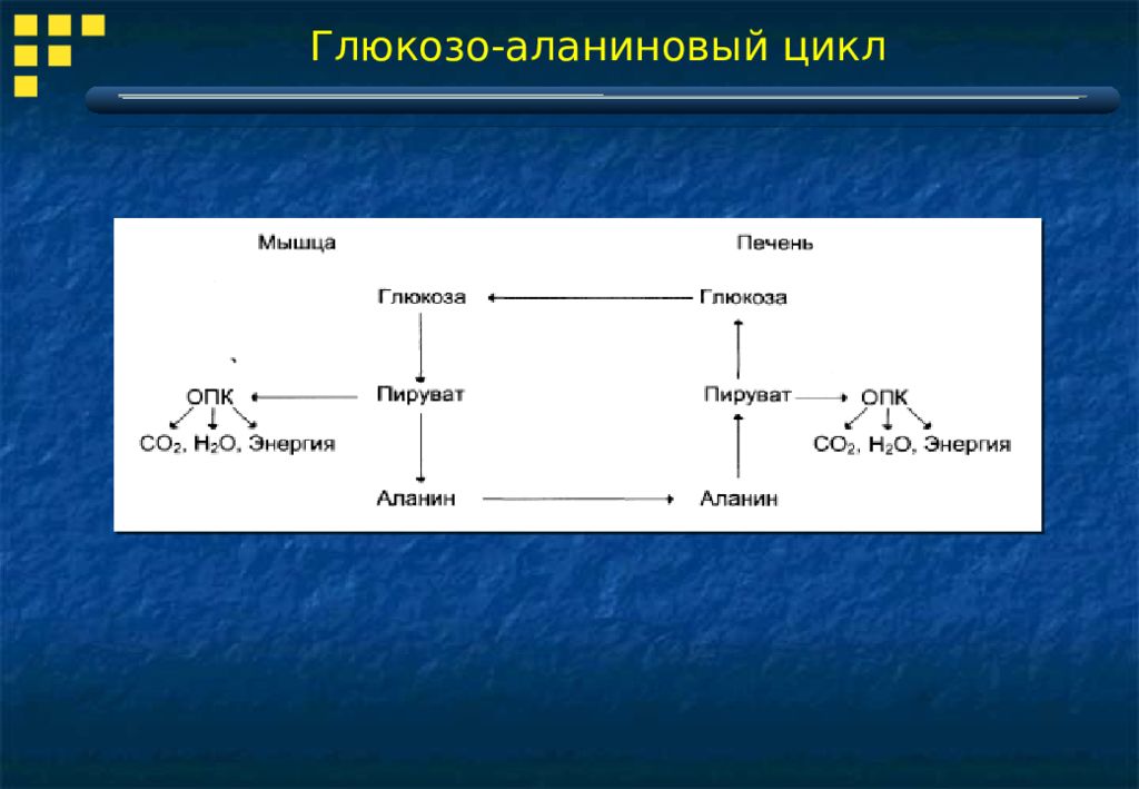 Схема глюкозо аланинового цикла