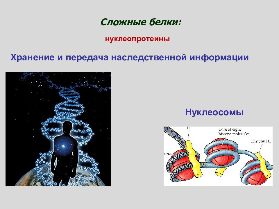 Хранит и передает наследственную информацию