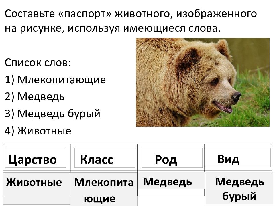 Составить предложение из слов медведь