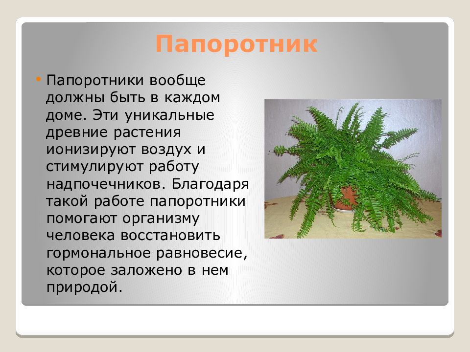 Папоротники в жизни человека. Папоротники комнатные растения сообщение. Папоротник комнатный доклад. Родина папоротника комнатного растения. Паспорт папоротника.