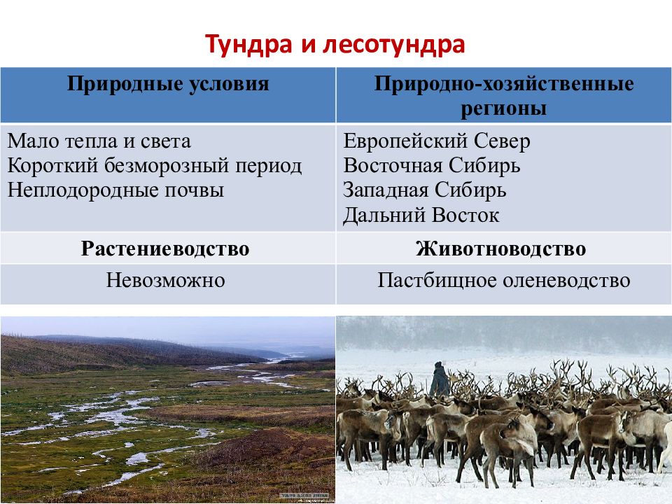 Какой народ называл лес тундрой. Природная зона тундры и лесотундры России. Характеристика тундры. Лесотундра презентация. Природные условия тундры и лесотундры.