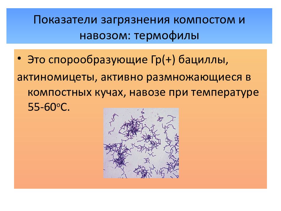 Актиномицеты микробиология презентация