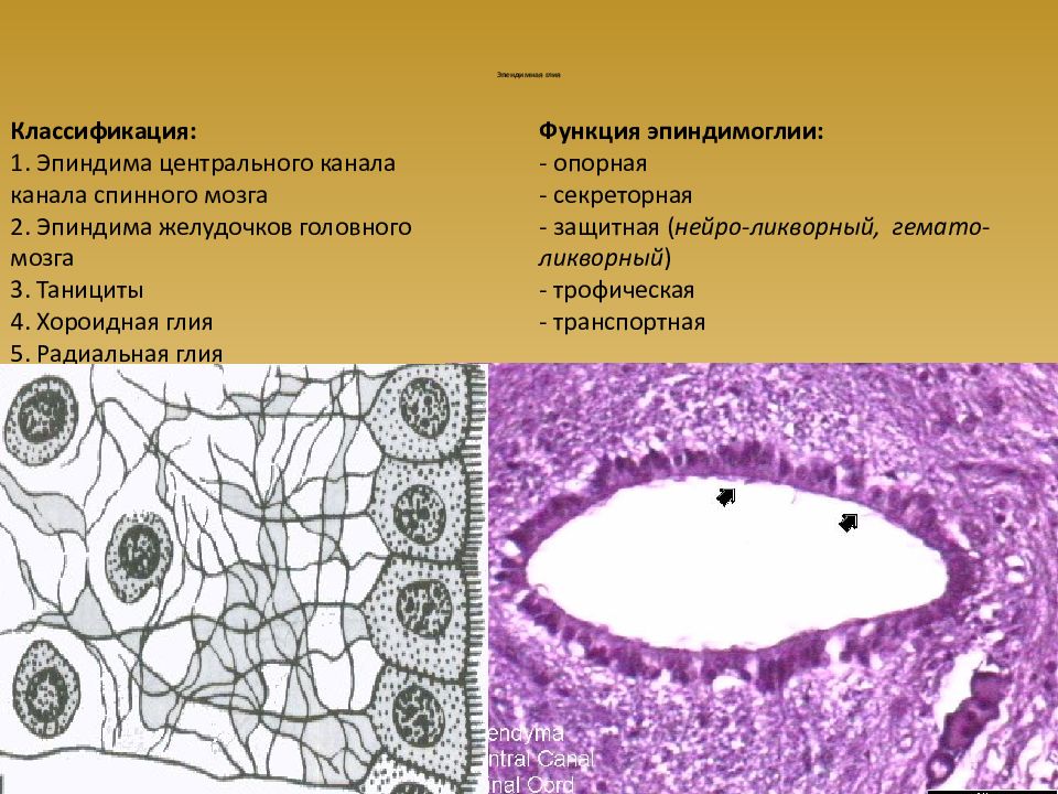 Значение центрального канала. Эпендимоциты гистология строение. Эпендимная глия гистология препарат. Нейроглия эпендимоциты. Эпендимная глия центрального канала спинного мозга.