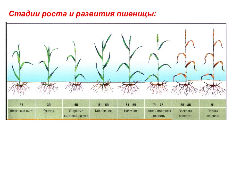 Ячмень фазы роста и развития фото