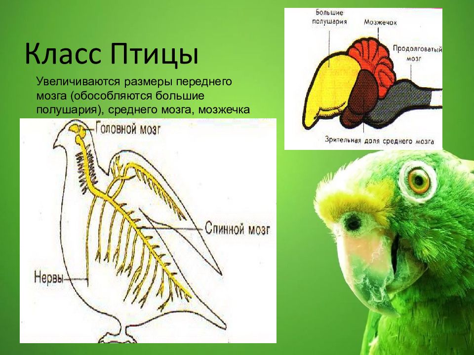 С чем связаны рефлексы у птиц. Нервная система система птиц. Класс птицы нервная система. Органы нервной системы у птиц. Нервная система птиц схема.