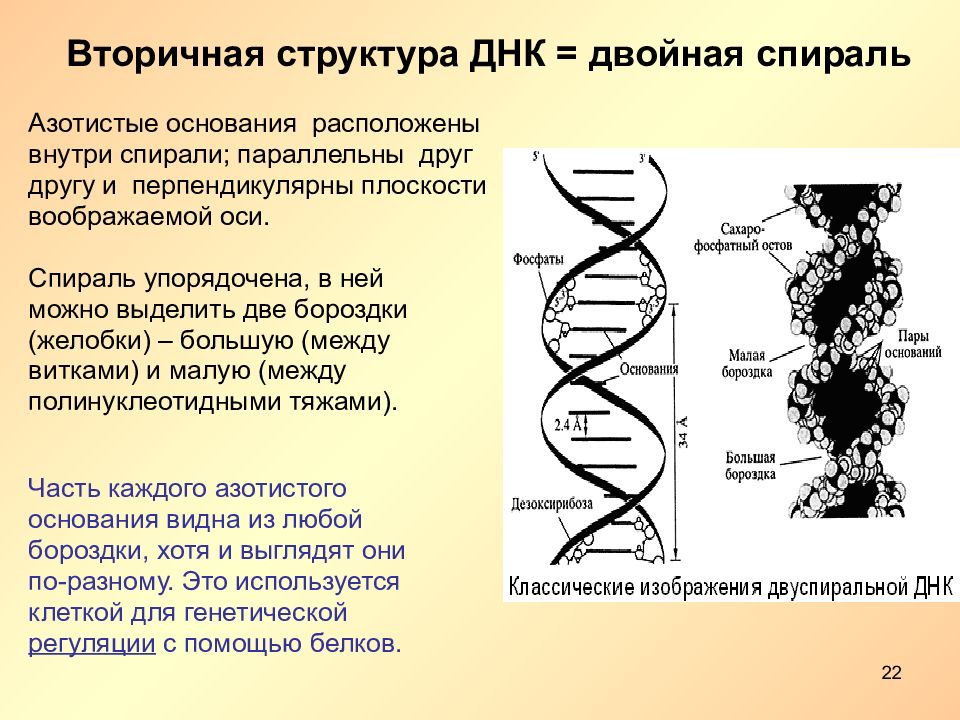 Какая структура днк. Нуклеиновые кислоты двойная спираль. Структура двойной спирали ДНК. Большая и малая бороздка ДНК. Малая борозда спирали ДНК.