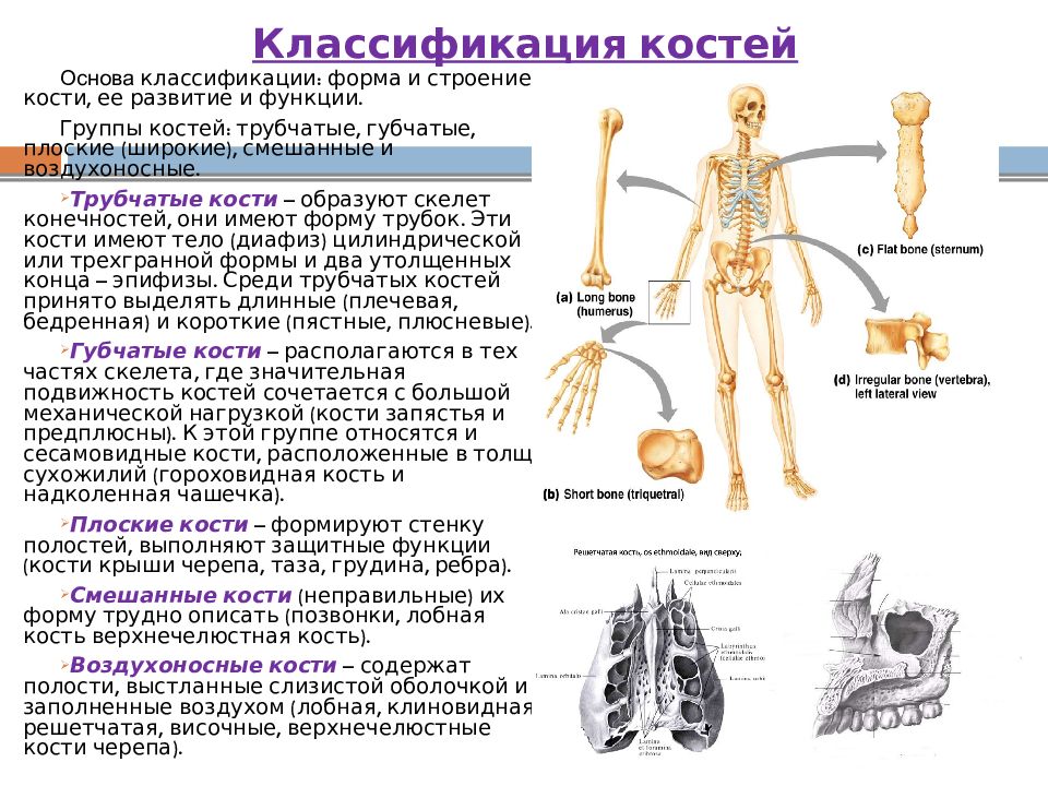 Примеры типов костей человека